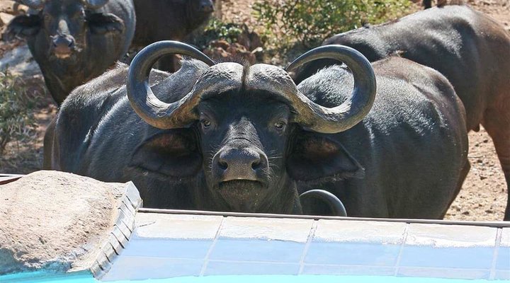 Elands Lodge, Mabalingwe