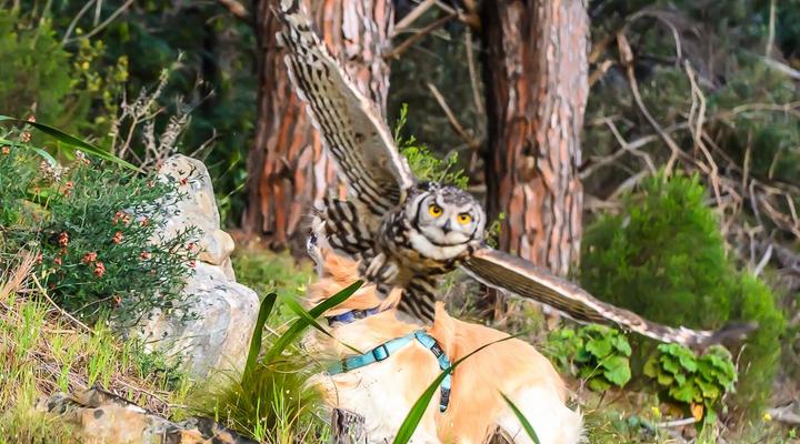 Bayview Mountain Sea Facing Cottages