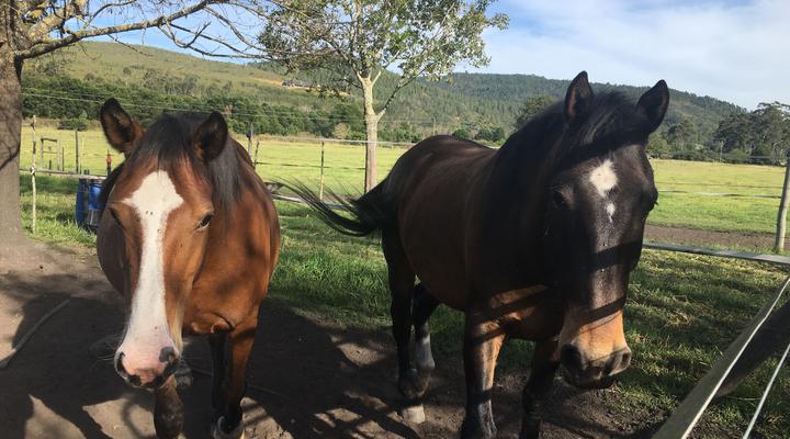 Gratitude Horse Farm