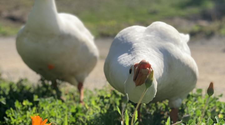 Rhebokskraal Olive Estate