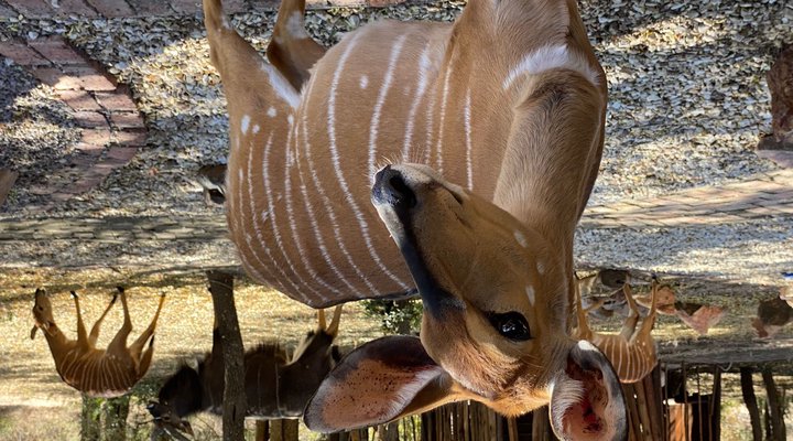 Twiga Lodge Mabalingwe