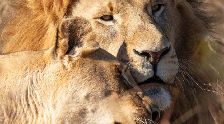 Rhino and Lion Nature Reserve 