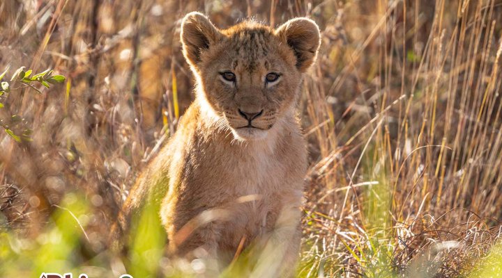 Rhino and Lion Nature Reserve 