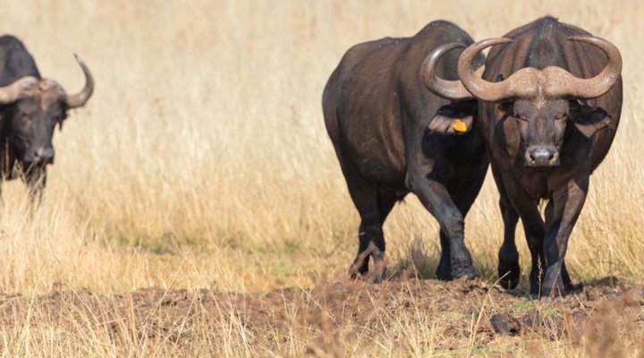 Rhino and Lion Nature Reserve 