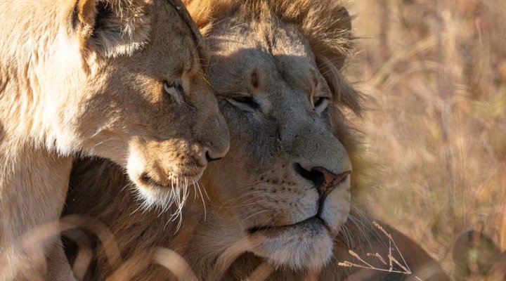 Rhino and Lion Nature Reserve 