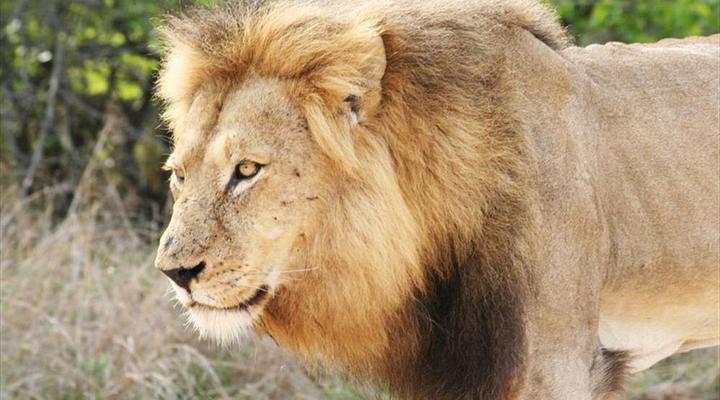 Mozambique and Kruger Park 6 Night Safari Tour