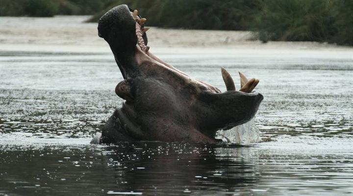 Mozambique and Kruger Park 6 Night Safari Tour