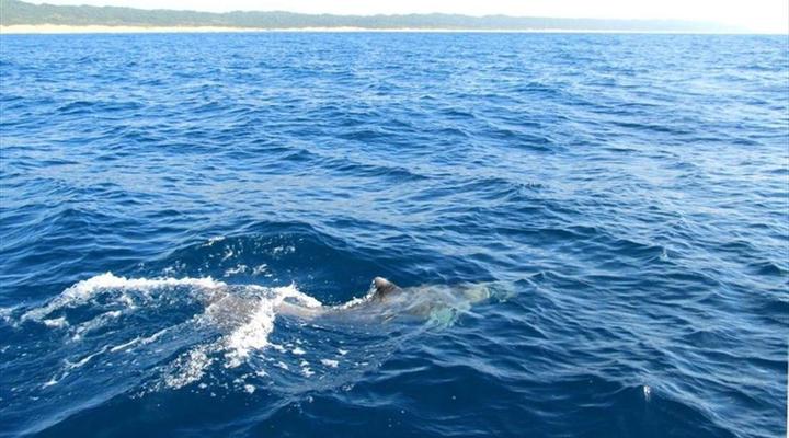 Mozambique and Kruger Park 6 Night Safari Tour