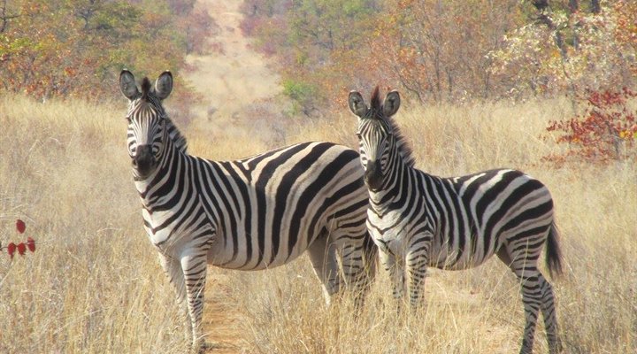 4 Night Kruger Three Park Tented Safari