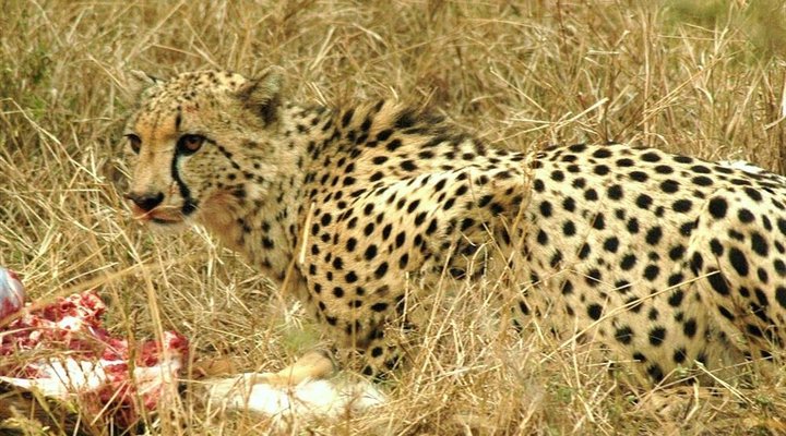 4 Night Kruger Three Park Tented Safari