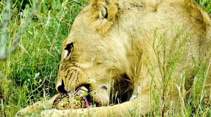 4 Night Kruger Three Park Tented Safari