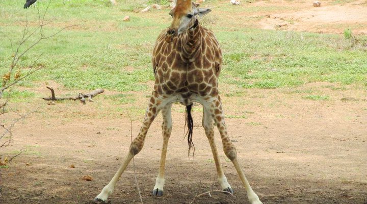 4 Night Kruger Three Park Tented Safari