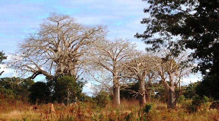6 Night Kruger Park, Mozambique and Limpopo Park Adventure