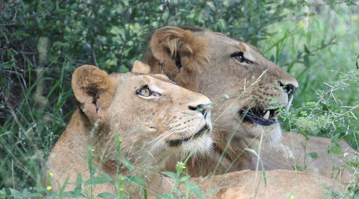6 Night Kruger Park, Mozambique and Limpopo Park Adventure