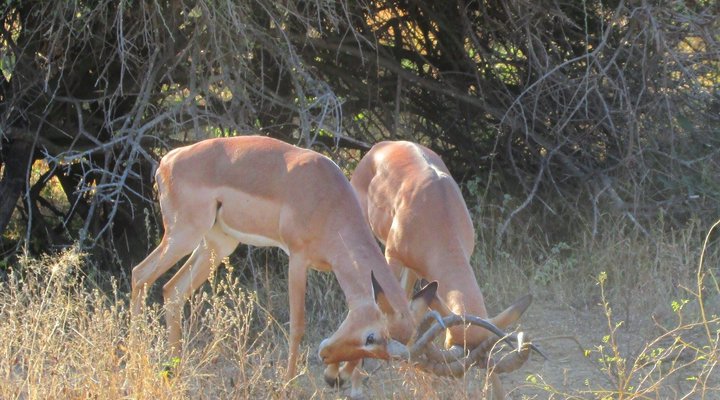 6 Night Kruger Park, Mozambique and Limpopo Park Adventure