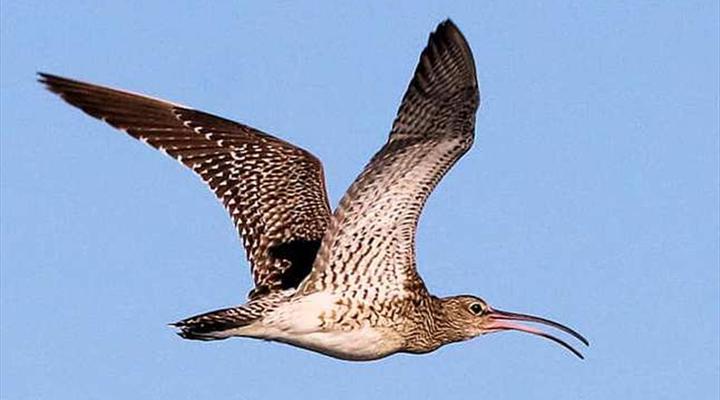 Gary Rowan's Beach and Birding Mozambique Photographic Safari