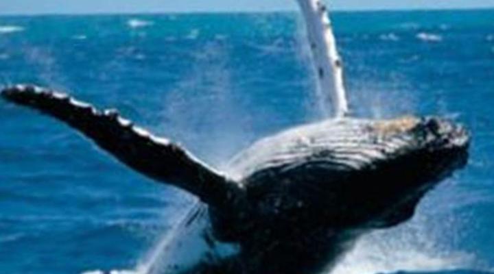 Gary Rowan's Beach and Birding Mozambique Photographic Safari