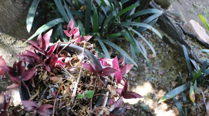 Private Bryanston Cottage with Garden