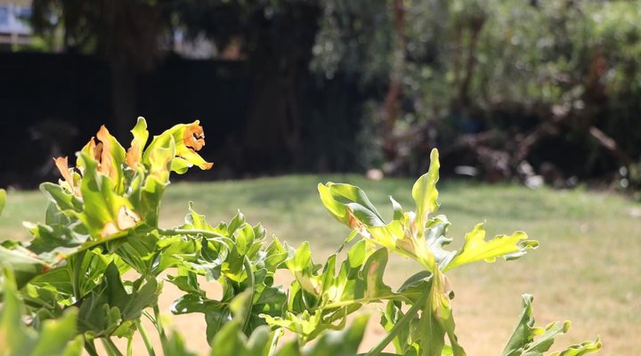 Private Bryanston Cottage with Garden