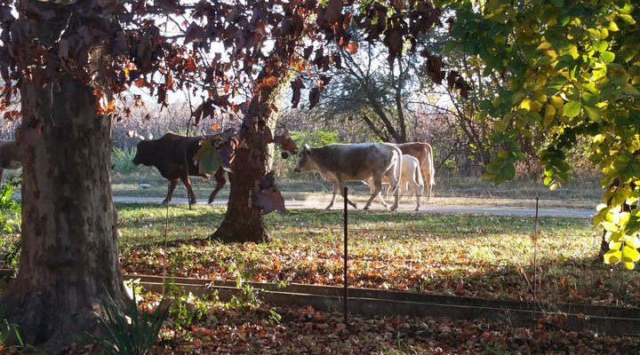 Weenen Country Cottage