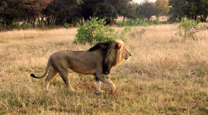 Honeyguide Ranger Camp