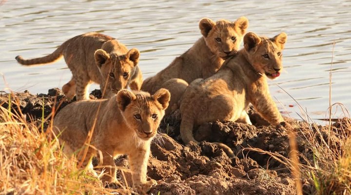 Honeyguide Ranger Camp