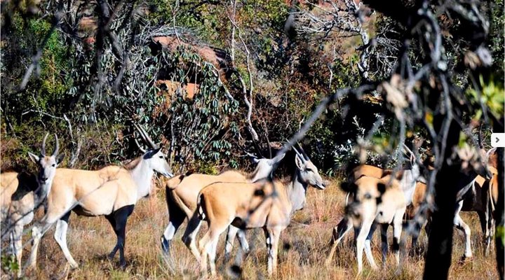 Honeyguide Ranger Camp