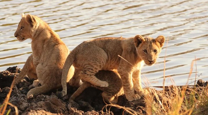 Honeyguide Ranger Camp