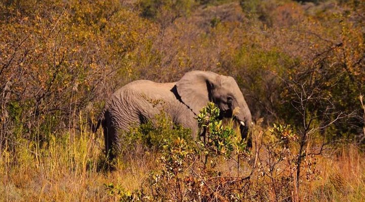 Honeyguide Ranger Camp