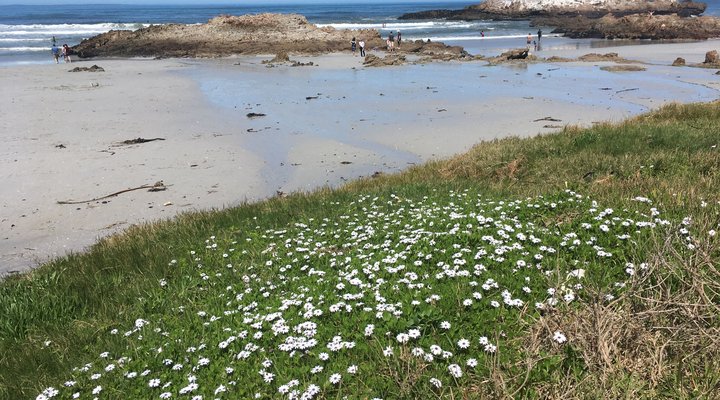 Brower Holiday House