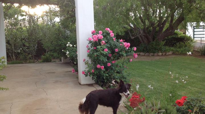 Laasteskof - The end of the road