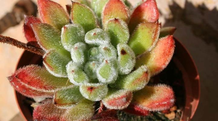 Langkloof Gallery And Sculpture Garden