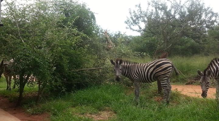 Marloth Wild Fig Studio