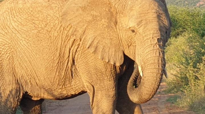 Thabanyani, Mabalingwe