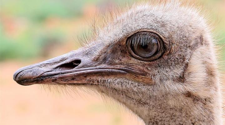 Thabanyani, Mabalingwe