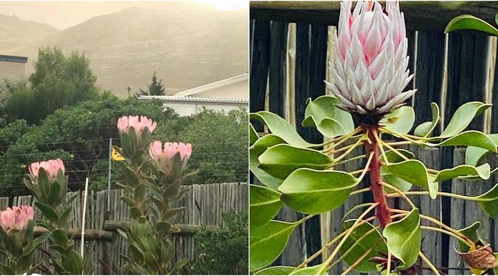 Pringle Bay– Cute Cottage ( Dog friendly and wifi )