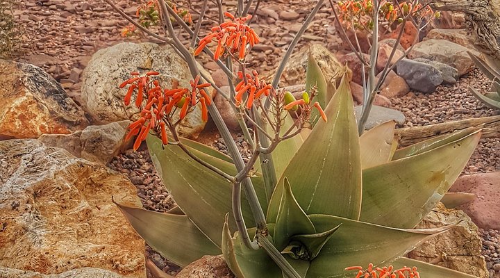 Mount D'Urban Campsite