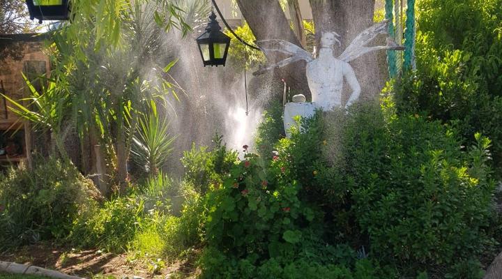 Calvinia Magic Garden 