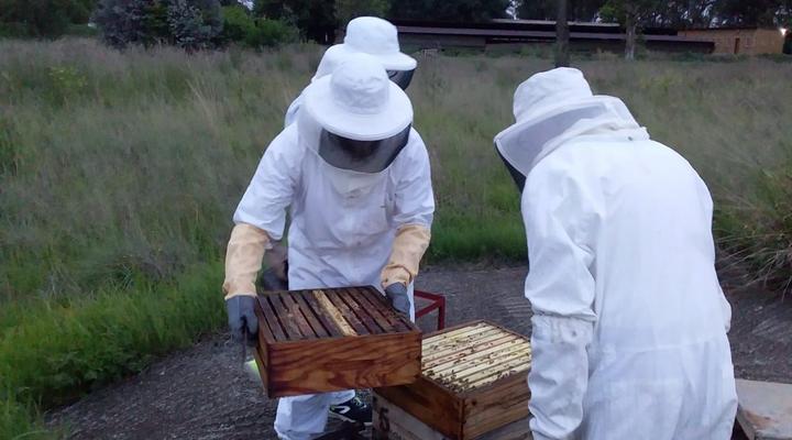 Honeybee Education & Party Farm