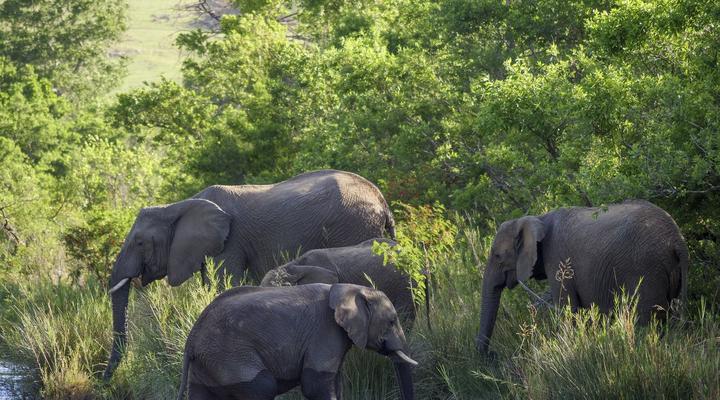 Nkomazi Private Game Reserve