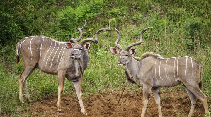 Nkomazi Private Game Reserve