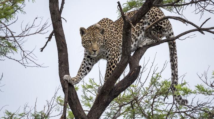 Nkomazi Private Game Reserve
