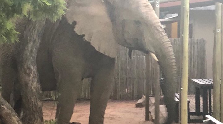 Chalet Pumba, Elephant Camp, Mabalingwe