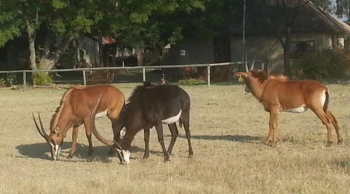 Thaba Tholo Game Farm