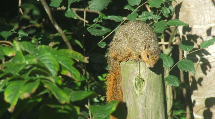 St Lucia Wilds Flatlet