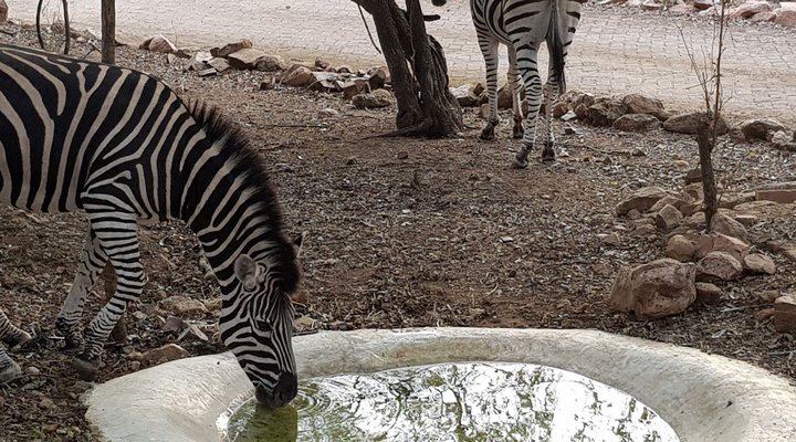 Swartwitpens 2694 Marloth Park