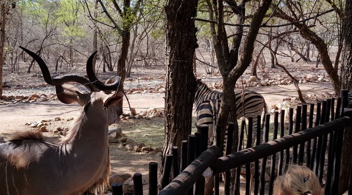 Swartwitpens 2694 Marloth Park