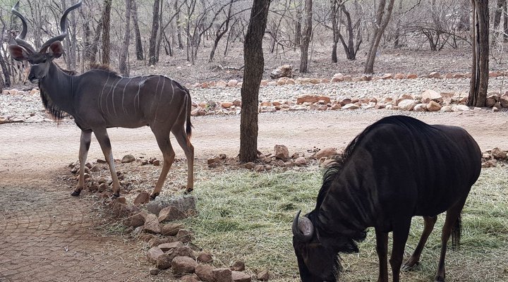 Swartwitpens 2694 Marloth Park