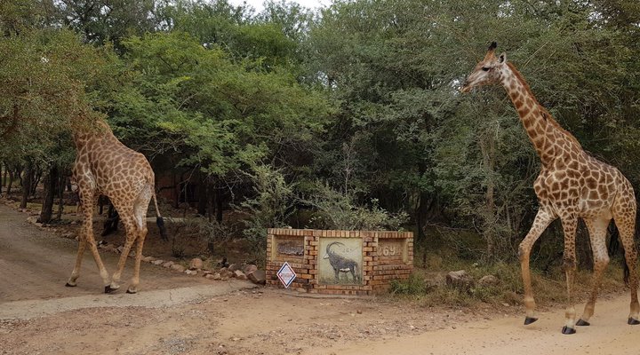 Swartwitpens 2694 Marloth Park