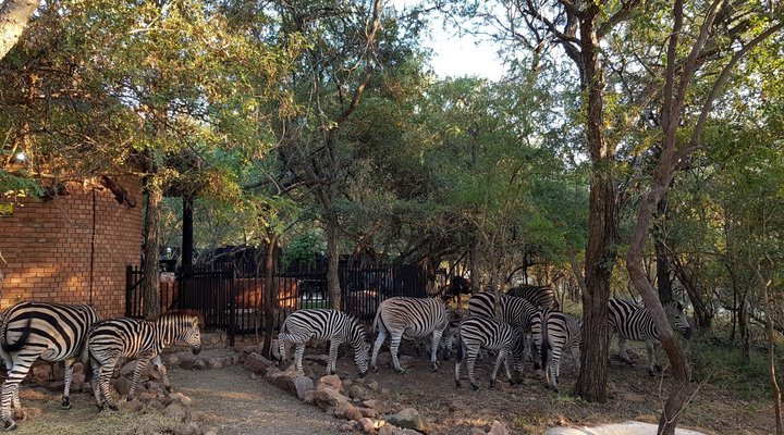 Swartwitpens 2694 Marloth Park